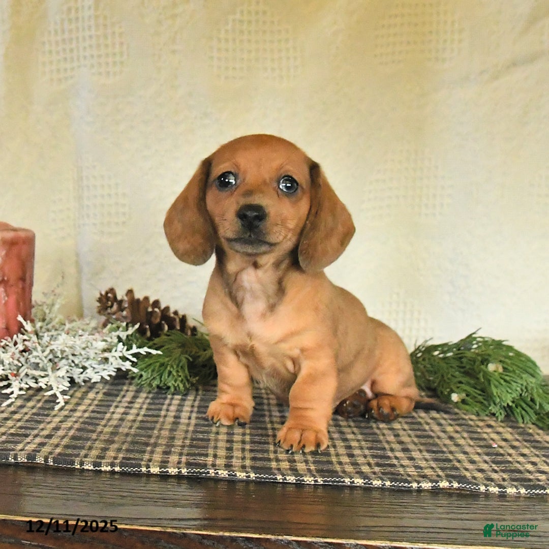 Dachshund dogs for sale: Roxie - Ad 3