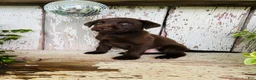 Labrador Retriever dogs for sale: Frank  - Ad 6