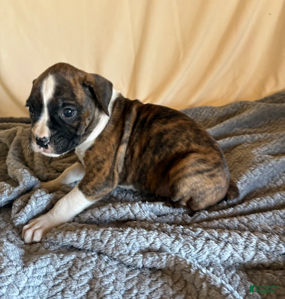 Boxer dogs for sale: Boxer Puppy 5 - Ad 2