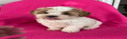 Shihpoo dogs for sale: DOLLY - Ad 5