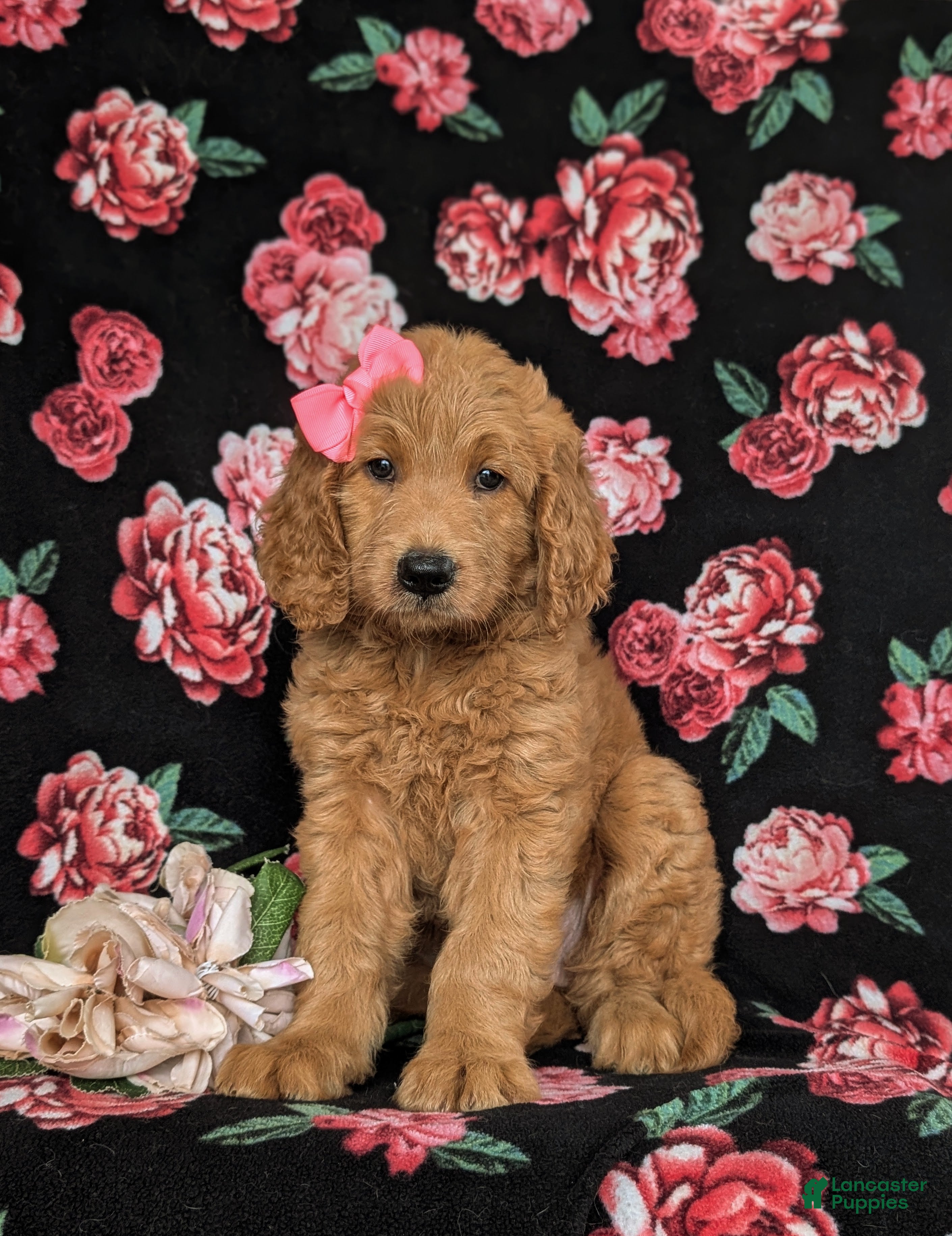 Goldendoodle dogs Vanessa - Ad 1