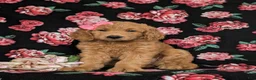 Goldendoodle dogs for sale: Vanessa - Ad 1
