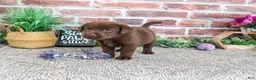 Labrador Retriever dogs for sale: Tootsie - Ad 4