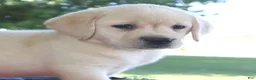 Labrador Retriever dogs for sale: Cody - Champ lines - Ad 3