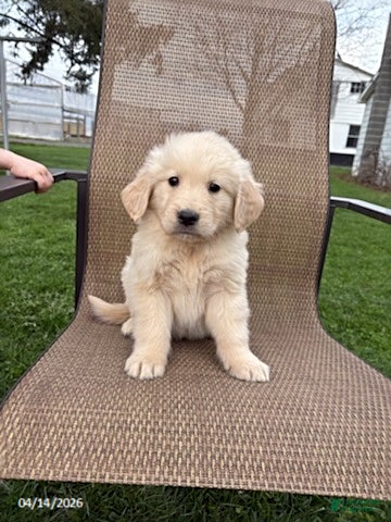 Golden Retriever dogs Rascal - Ad 1