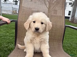 Golden Retriever dogs for sale: Rascal - Ad 3