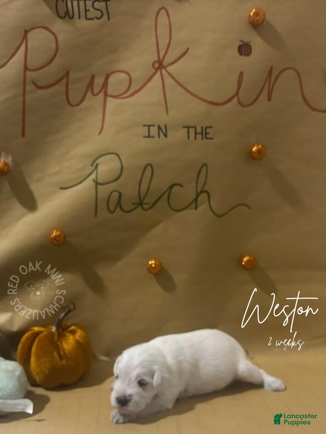 Miniature Schnauzer dogs for sale: Miniature Schnauzer Puppy 2 - Ad 2