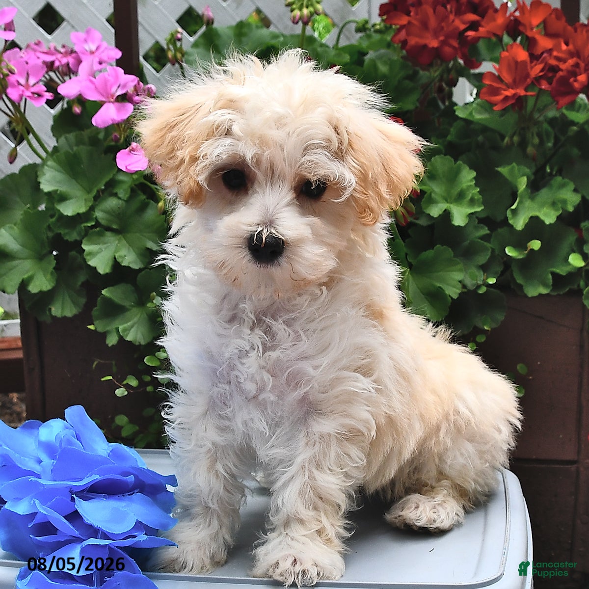 Maltipoo dogs Snickers - Ad 1