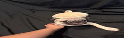 Pug dogs for sale: Julian - Ad 5