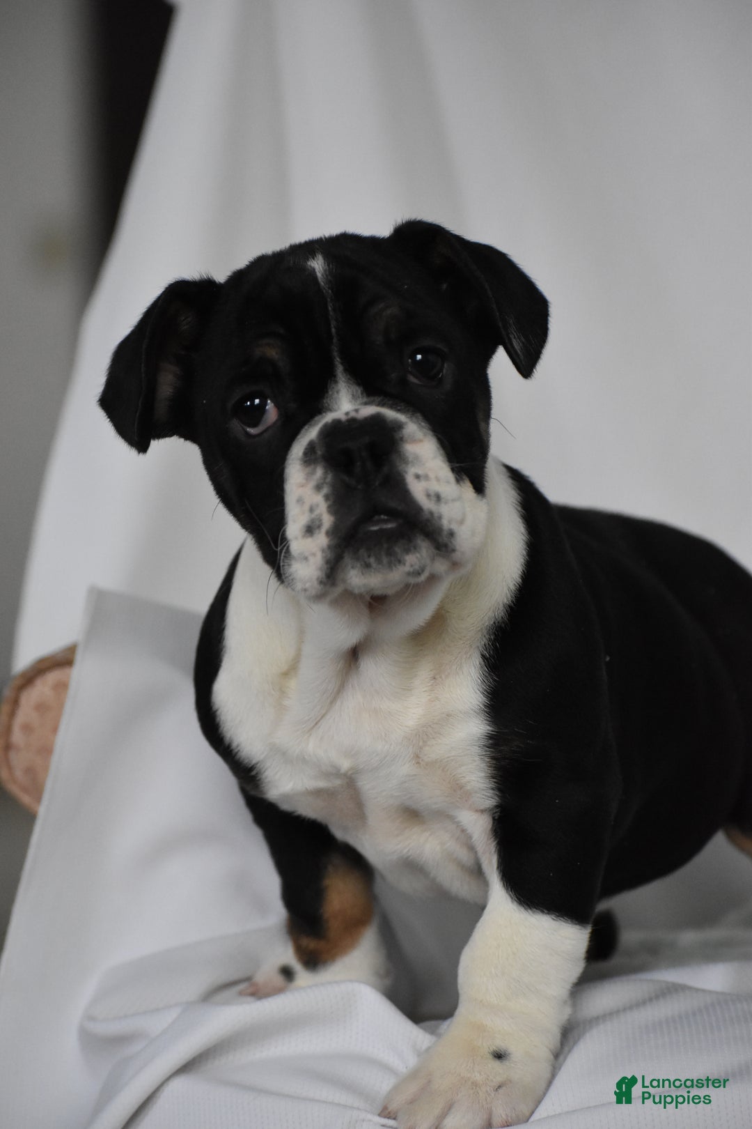 Mixed Breed dogs for sale: Hope - Ad 11