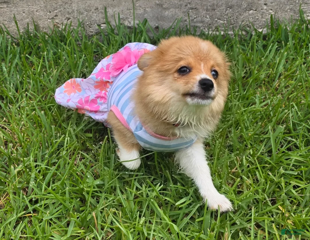 Mixed Breed dogs for sale: Mixed Breed 2 - Ad 2