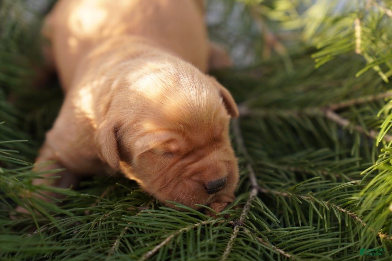 Golden Retriever dogs Leo - AKC, Genetically Clear - Ad 7