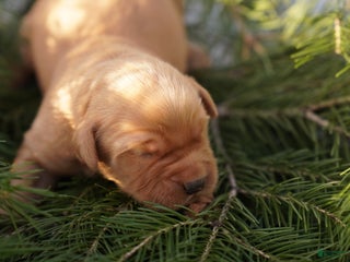Golden Retriever dogs Leo - AKC, Genetically Clear - Ad 7