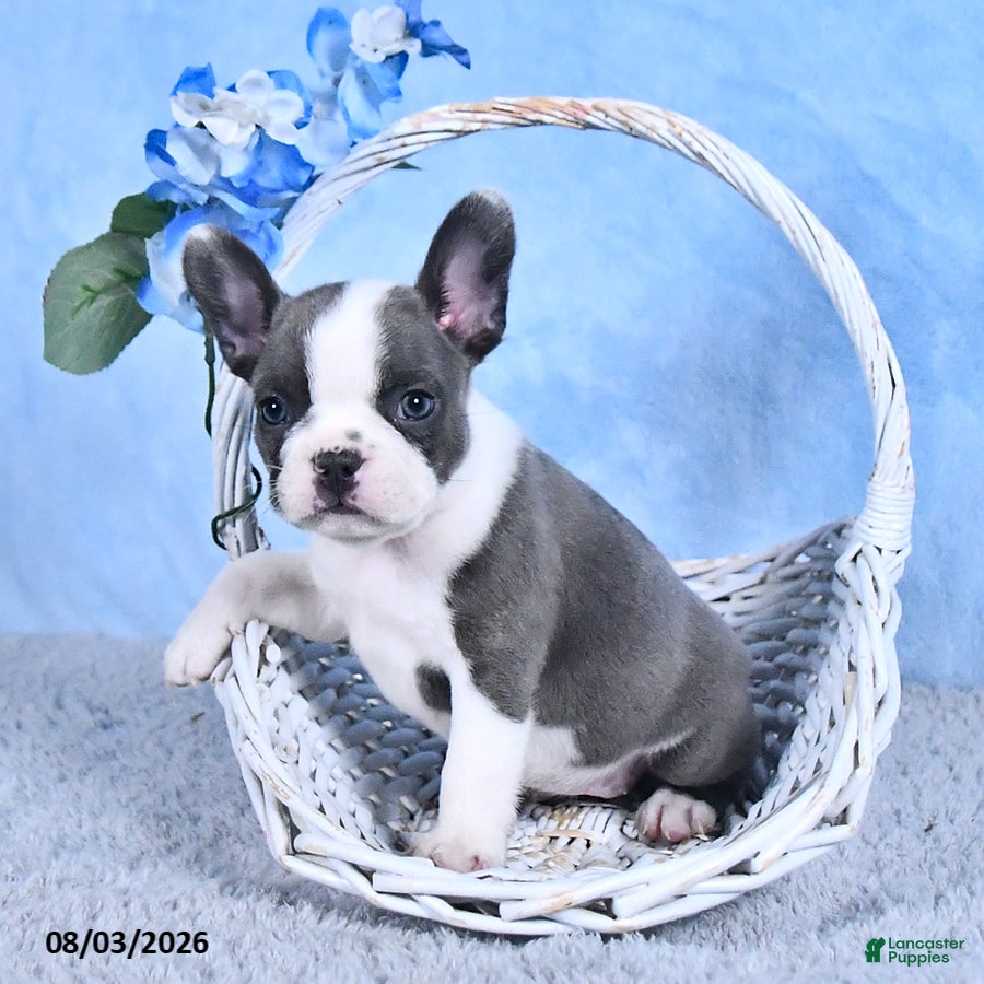 Frenchton dogs Linzy - Ad 1