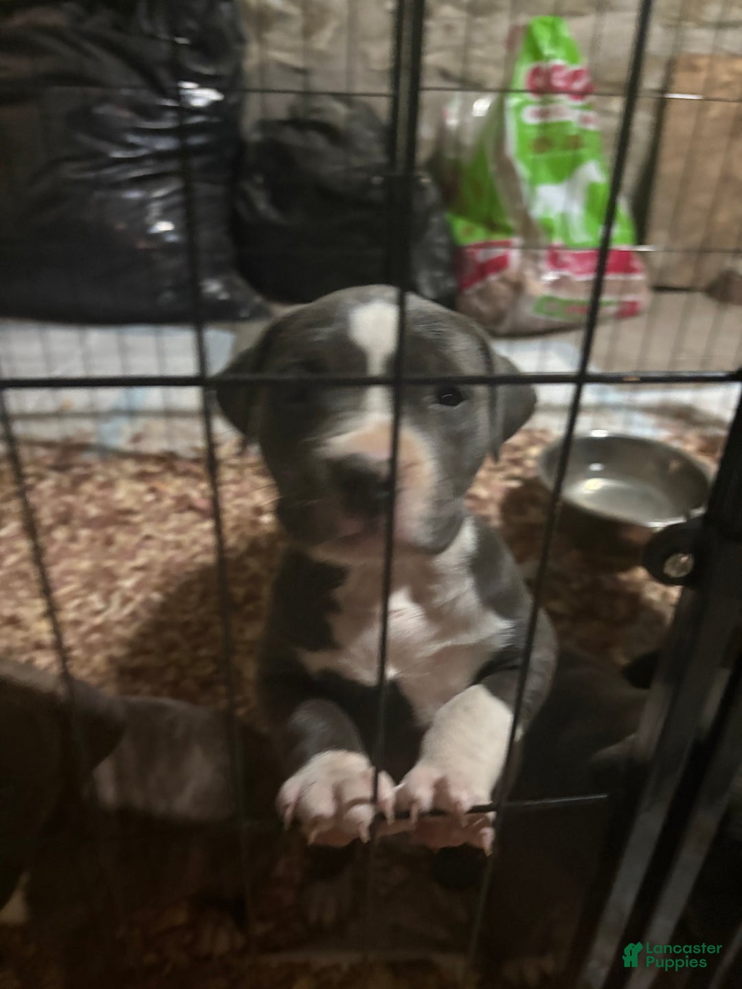 American Pit Bull Terrier dogs for sale: Luvvy  - Ad 8