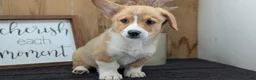 Welsh Corgi Pembroke dogs for sale: Namor  - Ad 3