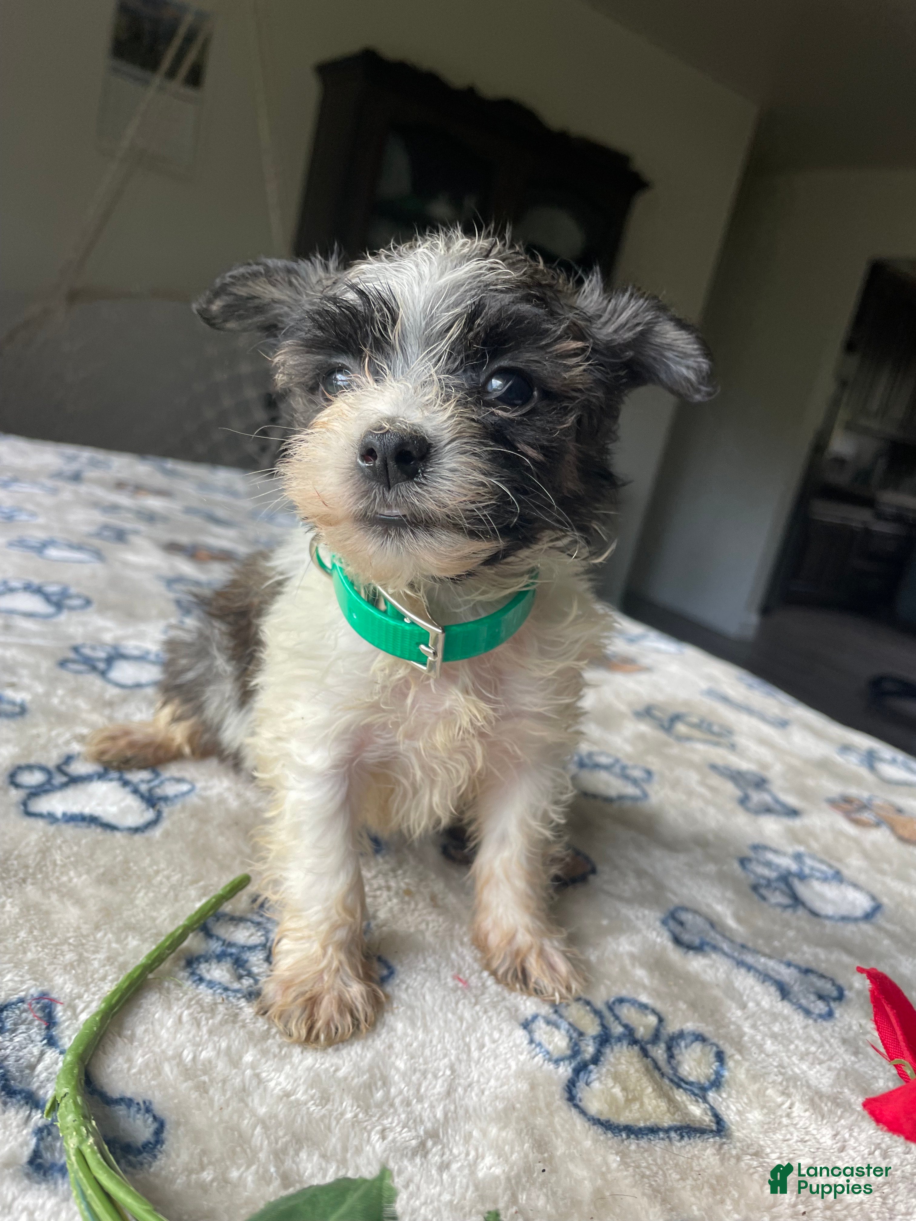 Morkie dogs Abby - Ad 42