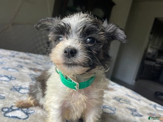 Morkie dogs Abby - Ad 13