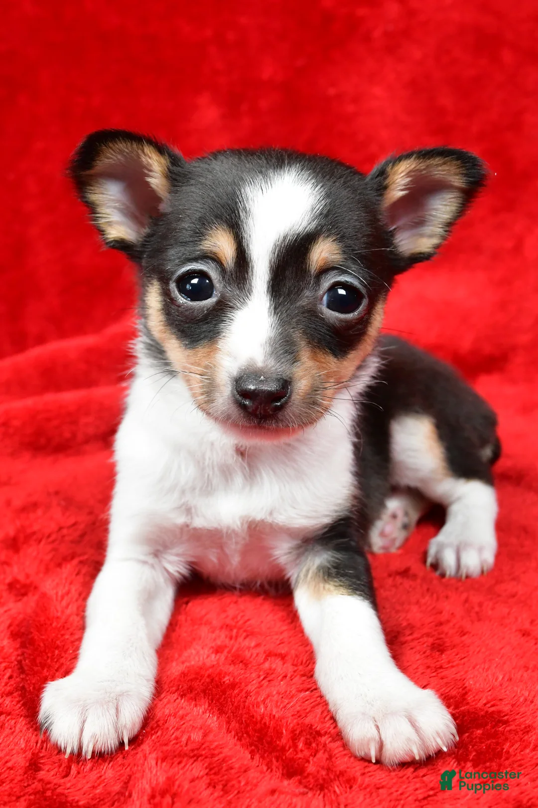 Toy Fox Terrier dogs for sale: Sadie - Ad 5
