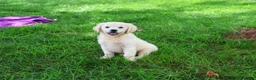 Golden Retriever dogs for sale: Twinkle - Ad 5