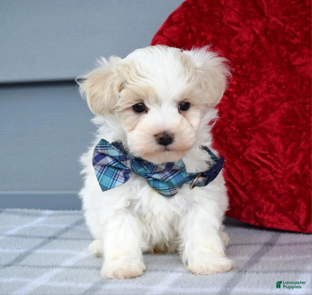Maltipoo dogs for sale: Caleb  - Ad 3