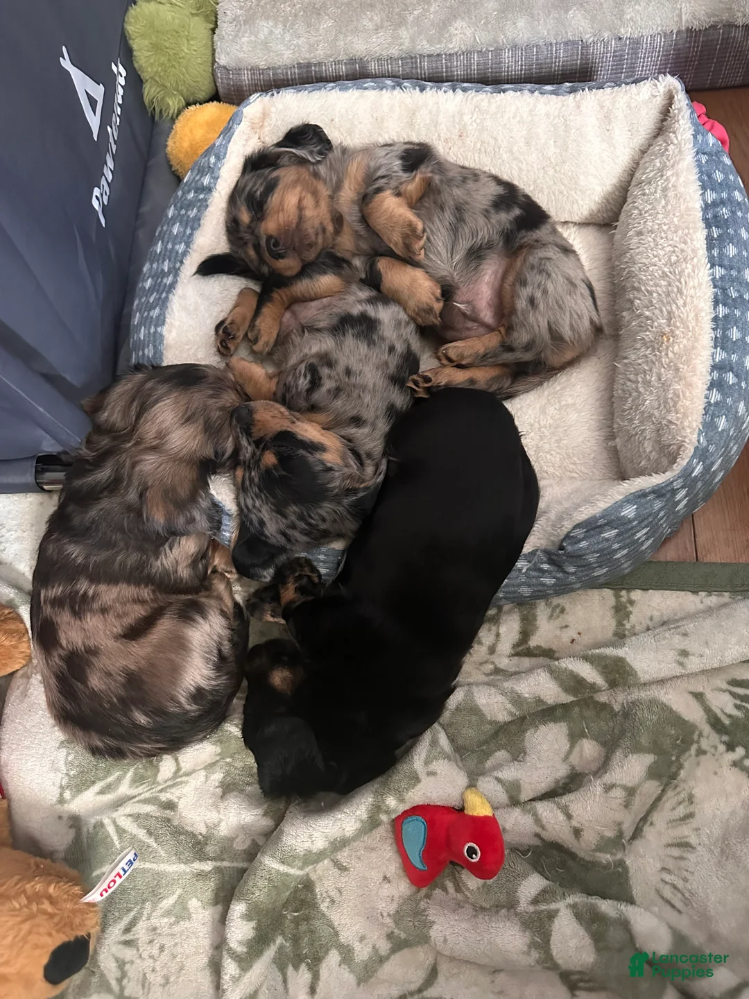 Mixed Breed dogs for sale: Remmy - Ad 3