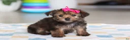 Morkie dogs for sale: Samantha - Ad 5