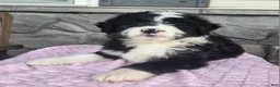 Mini Aussiedoodle dogs for sale: Chloe  - Ad 3