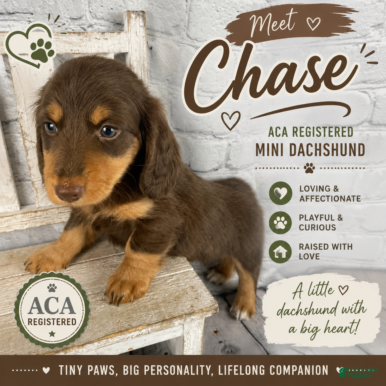 Miniature Dachshund dogs Chase - Ad 1