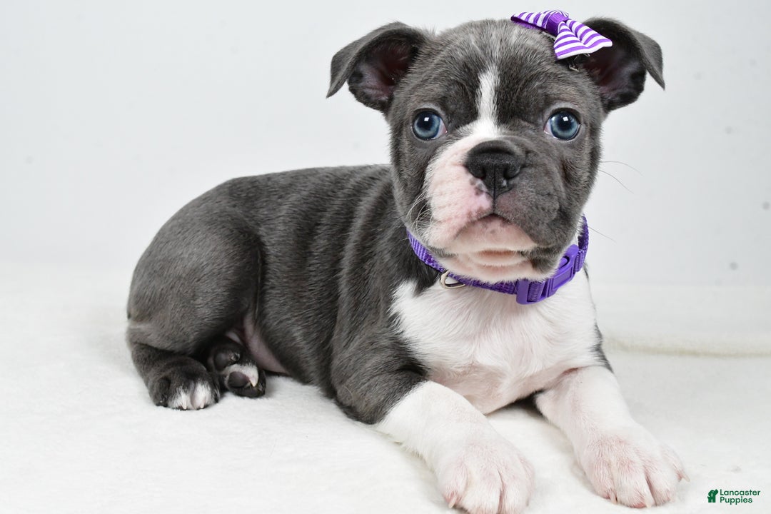 Mixed Breed dogs for sale: Sadie - Ad 1