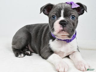 Mixed Breed dogs Sadie - Ad 23