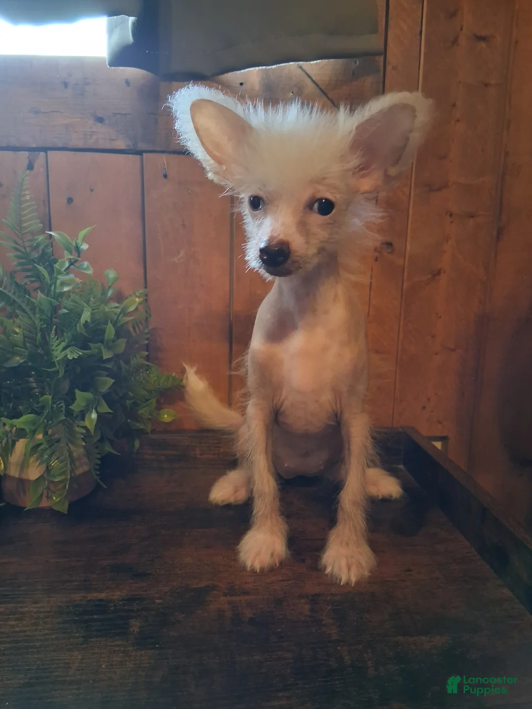 Chinese Crested dogs for sale: Pinky - Ad 1