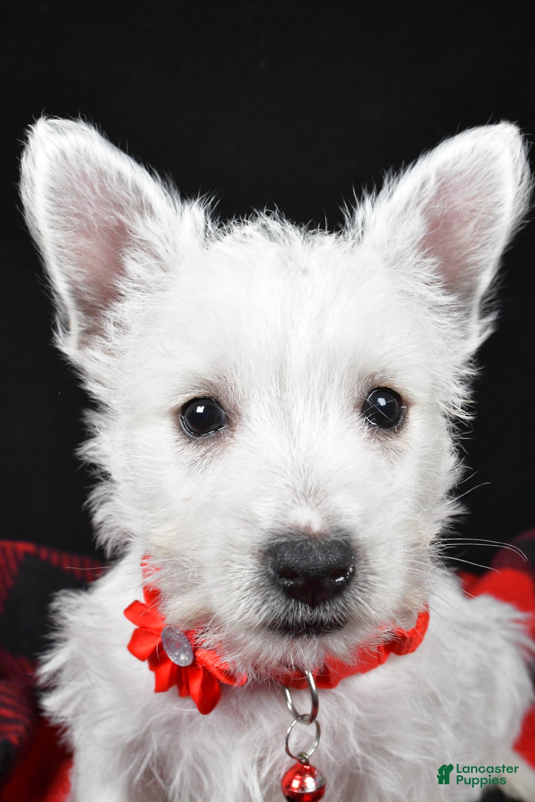 West Highland Terrier dogs for sale: Eva - Ad 7