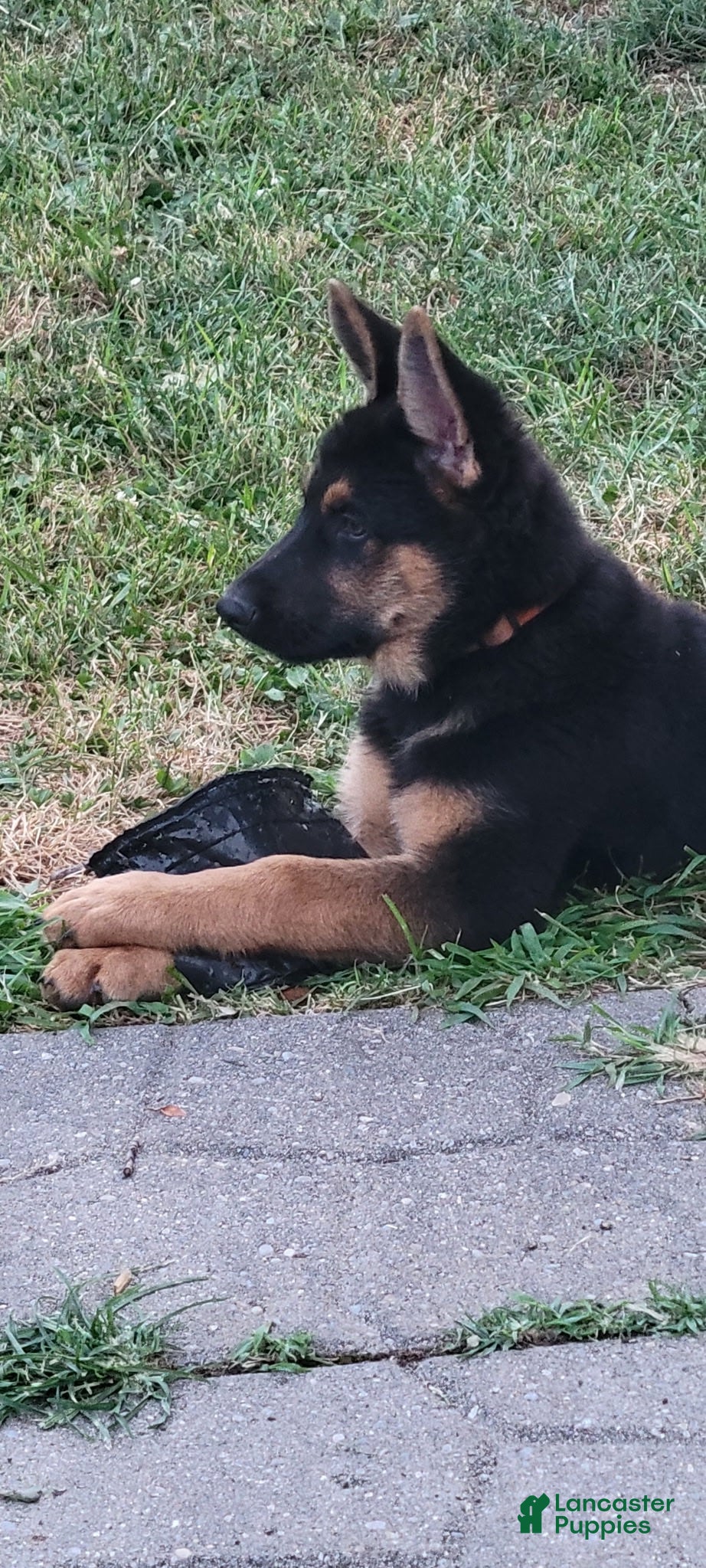 German Shepherd dogs Matthew - Ad 2