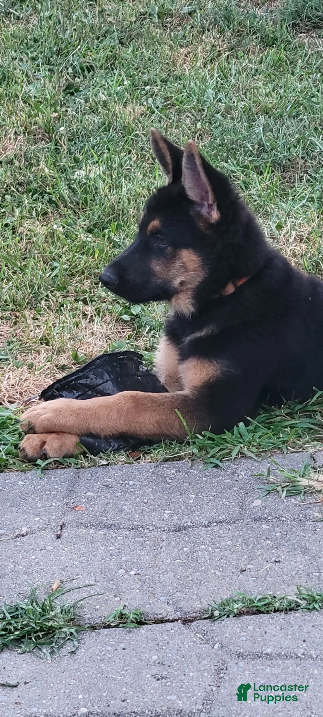 German Shepherd dogs for sale: Matthew - Ad 2