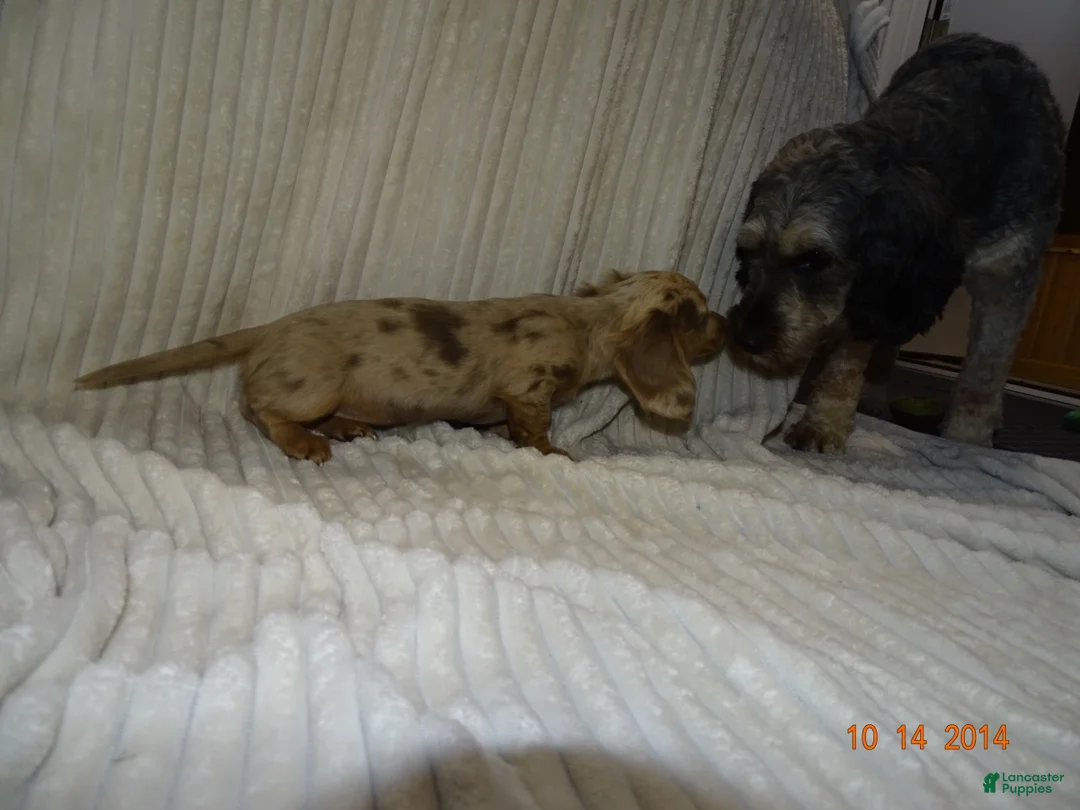 Miniature Dachshund dogs for sale: Max - Ad 2