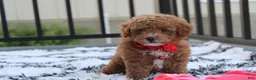 Bichpoo dogs for sale: Kirian  - Ad 1