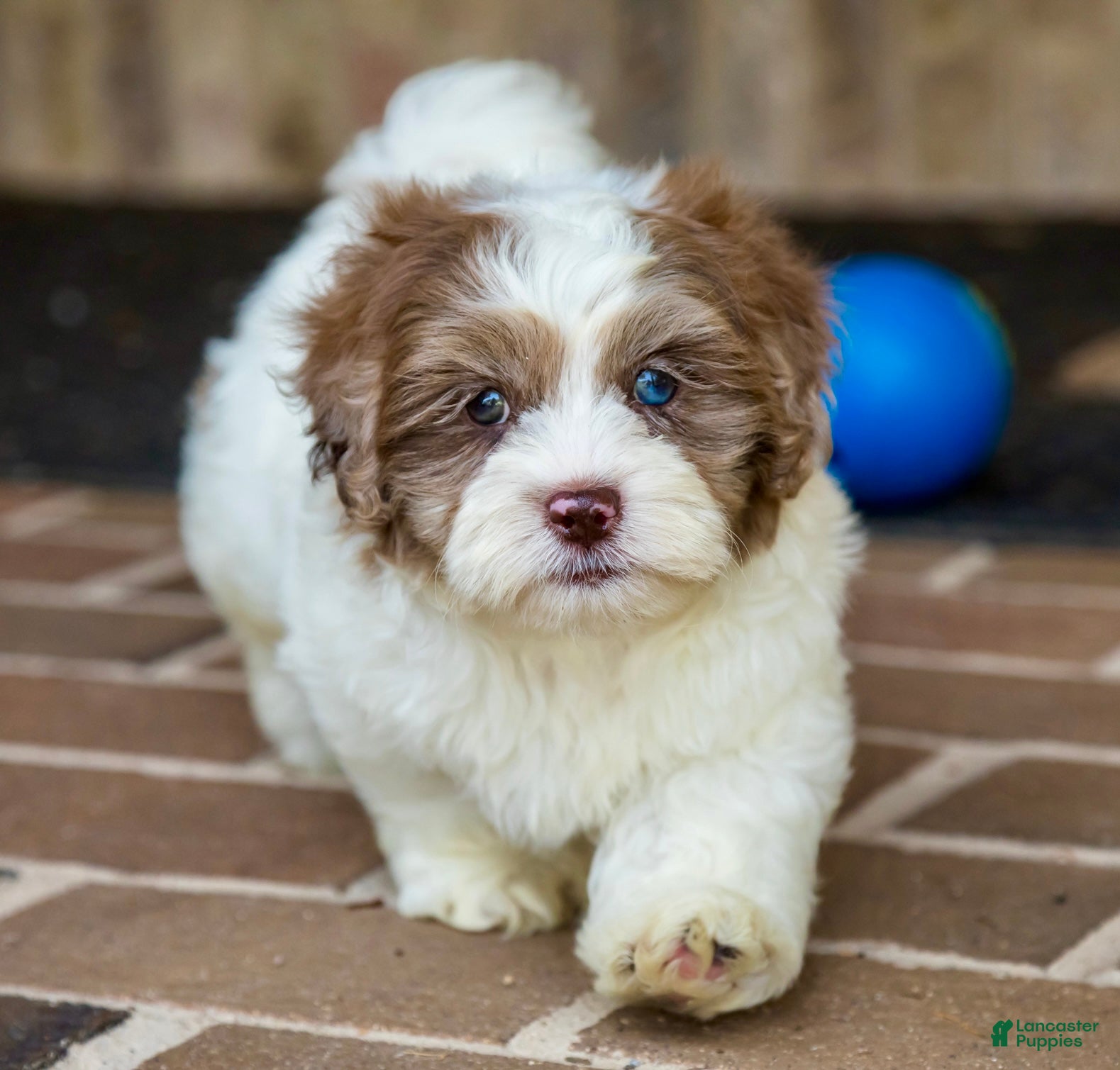 Shihpoo dogs Winston - Ad 2