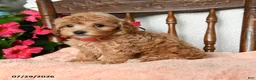 Maltipoo dogs for sale: Savannah - Ad 3