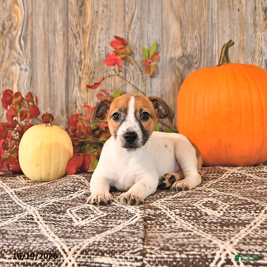 Jack Russell Terrier dogs for sale: Florence - Ad 1