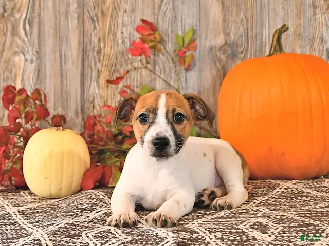 Jack Russell Terrier dogs for sale: Florence - Ad 1