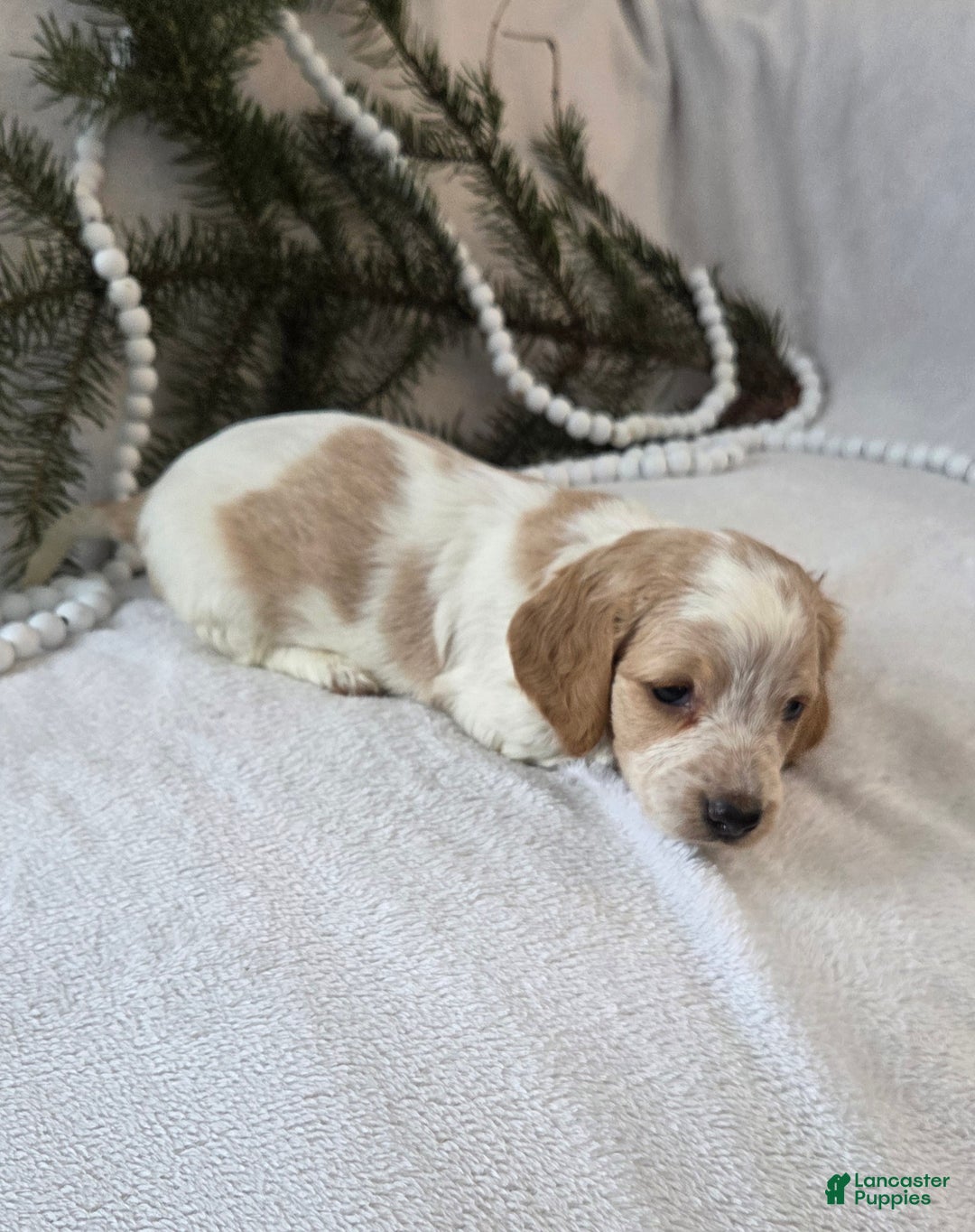 Miniature Dachshund dogs for sale: Jasper - Ad 6
