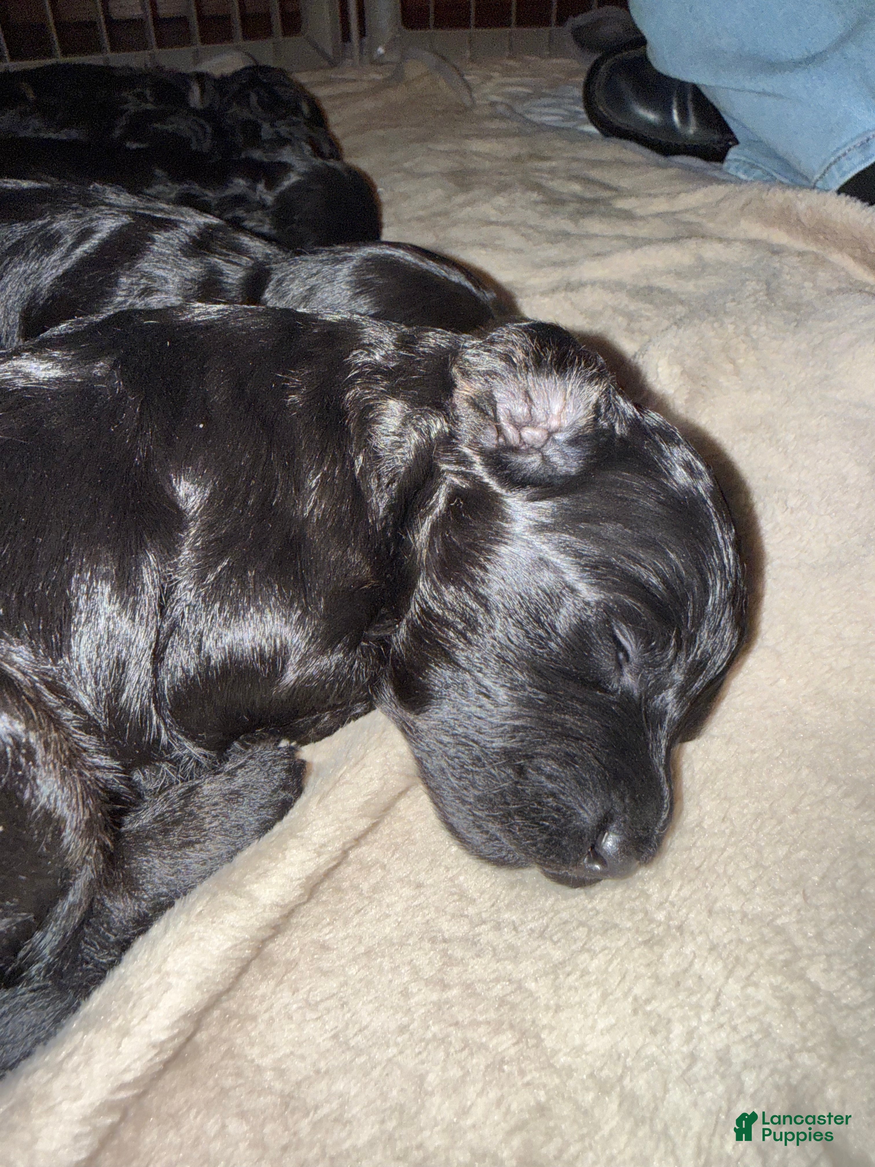 Mini Goldendoodle dogs Mini Goldendoodle Puppy 2 - Ad 1