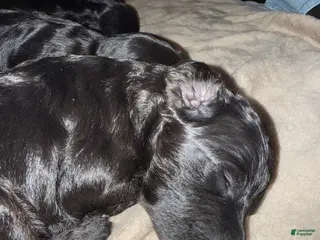 Mini Goldendoodle dogs Mini Goldendoodle Puppy 2 - Ad 1