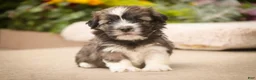 Havanese dogs for sale: Tara Havanese Puppy  - Ad 6