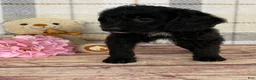 Miniature Labradoodle dogs for sale: Tabby - Ad 4