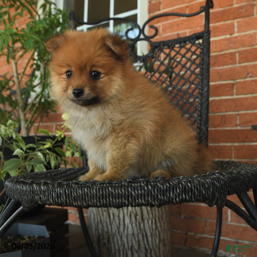 Pomeranian dogs for sale: Gipper - Ad 1