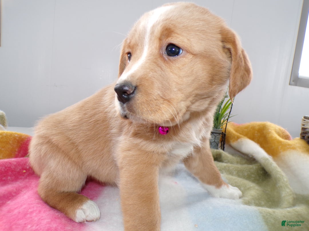 Goldador dogs for sale: Goldador Puppy 9 Darcy - Ad 2