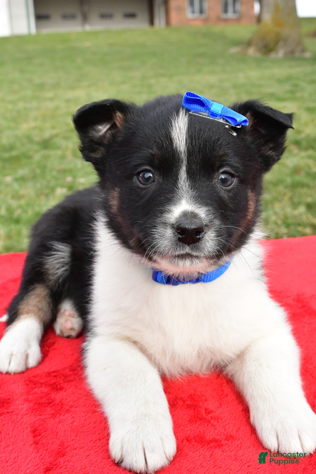 Mixed Breed dogs for sale: Mason - Ad 4