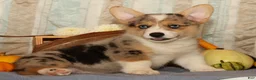 Welsh Corgi Pembroke dogs for sale: Ollie - Ad 5